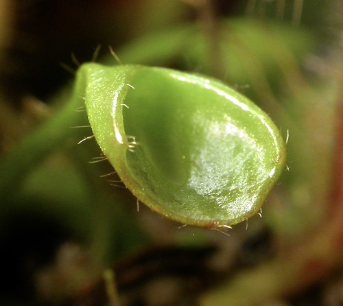 Cephalotus leaf