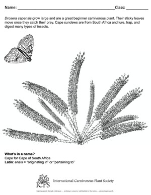 Drosera capensis Coloring Sheet