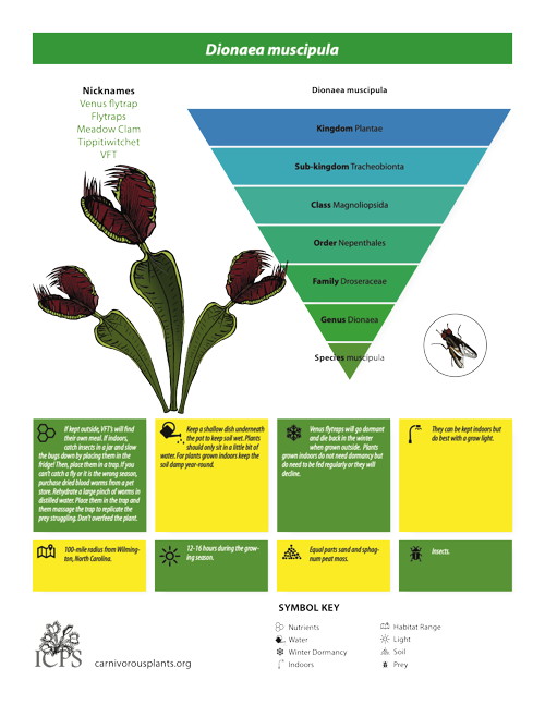 Dionaea muscipula Inforgraphic