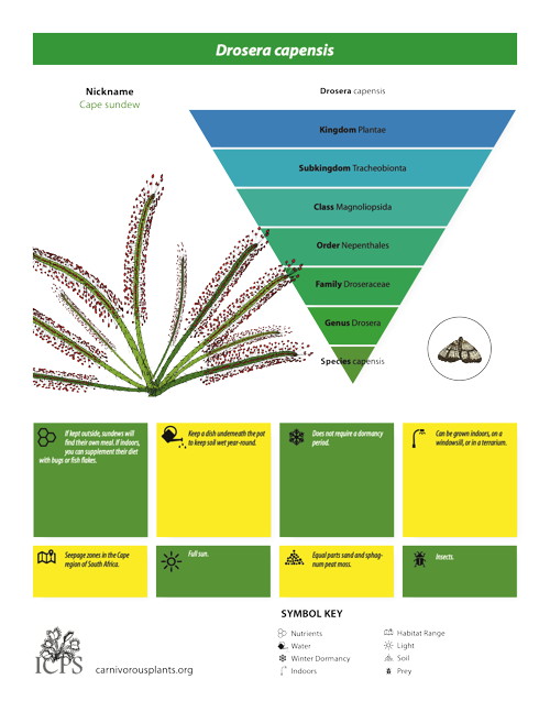 Drosera capensis Inforgraphic