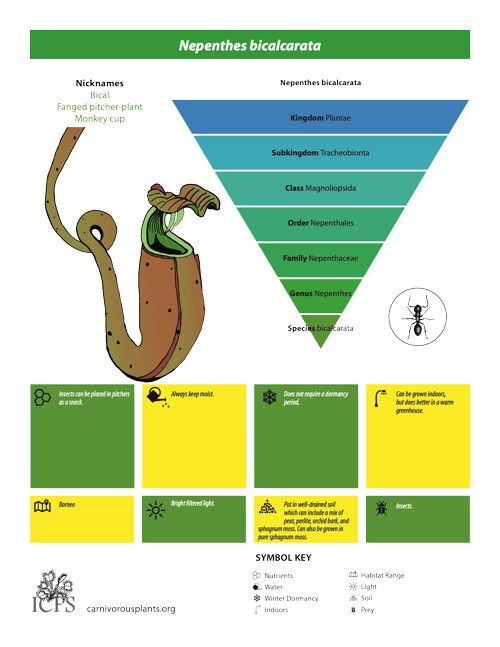 Nepenthes bicalcarata Inforgraphic
