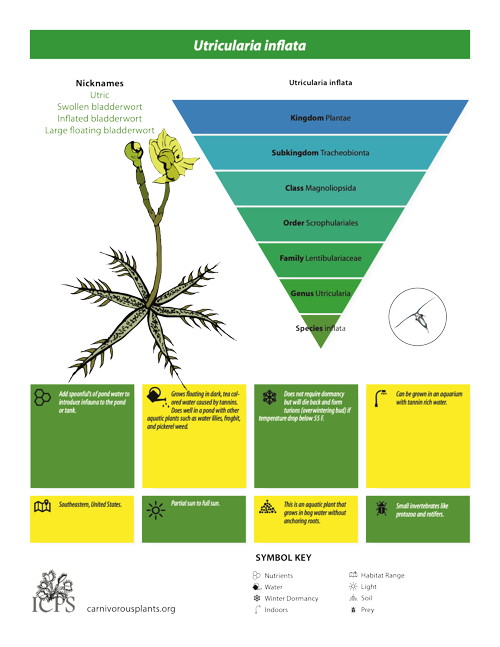 Utricularia inflata Inforgraphic