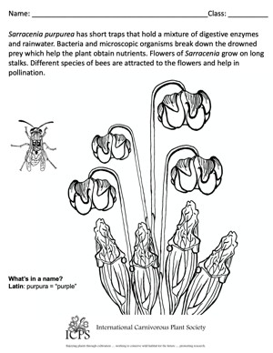 Sarracenia purpurea Coloring Sheet