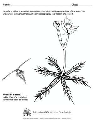 Utricularia inflata Coloring Sheet