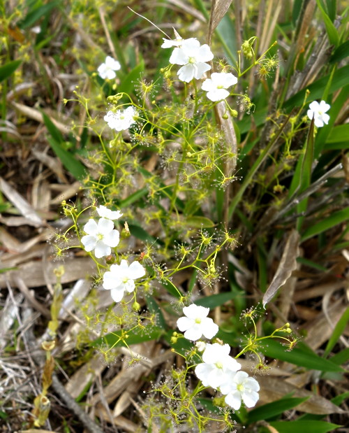 Drosera peltata