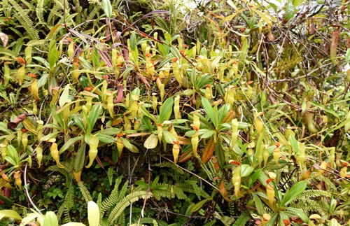 Nepenthes pervillei