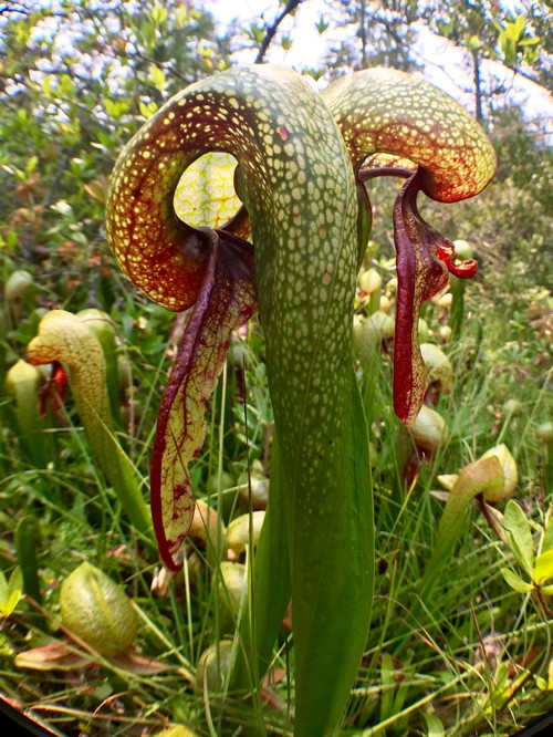 Darlingtonia