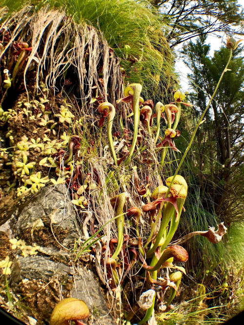 Pinguicula and Darlingtonia