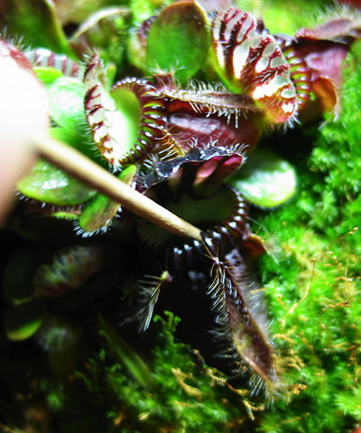 https://www.carnivorousplants.org/sites/default/files/images/Feeding/DBWCephalotus.jpg