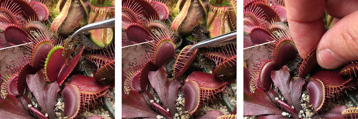 pitcher plant eating