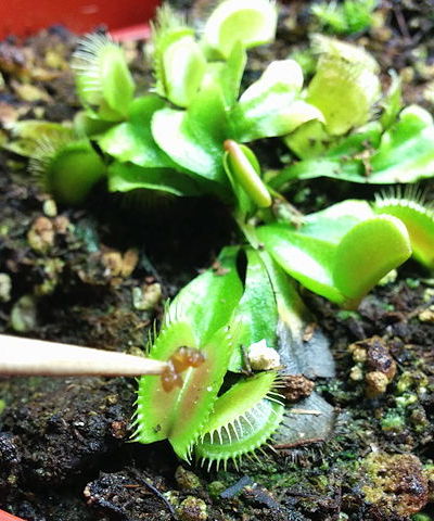 carnivorous plants - Why won't my Venus flytrap eat its wax worms