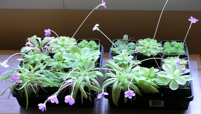 Pinguicula by window