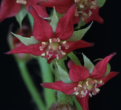 Drosera adelae flowers