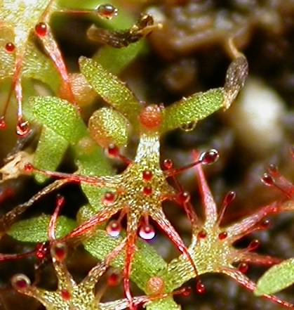 Drosera seedlings