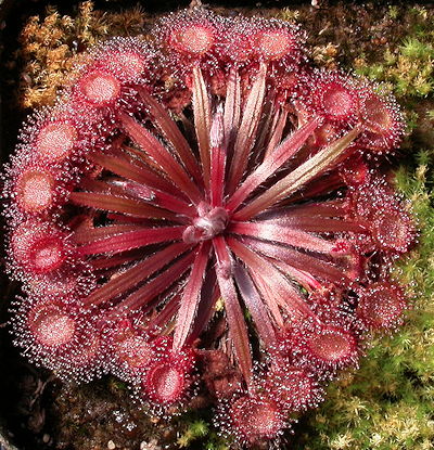 Drosera falconeri hybrid