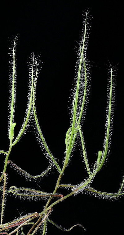 Drosera finlaysoniana