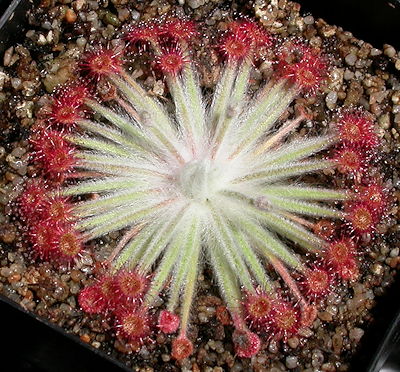 Drosera lanata