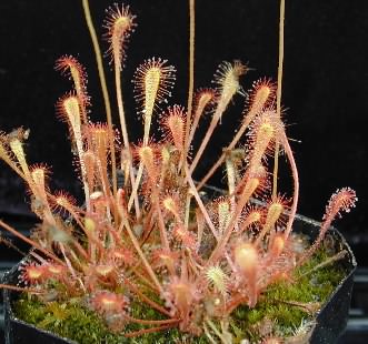 Drosera nidiformis