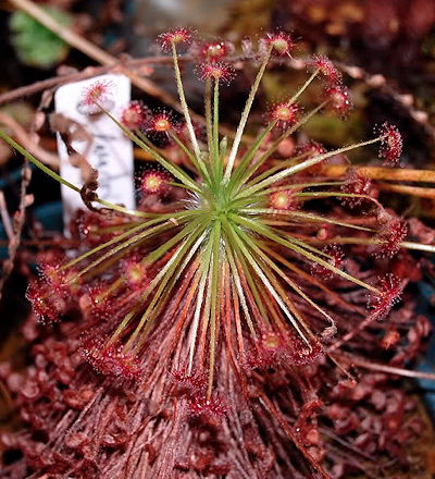 Drosera paradoxa