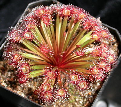 Drosera petiolaris