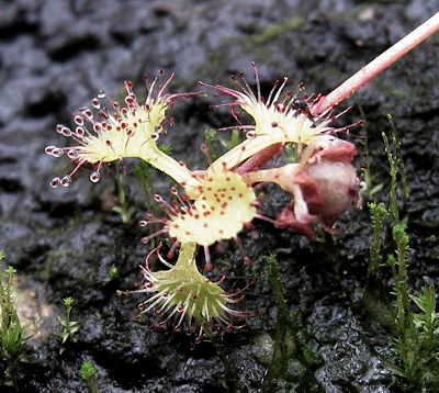 Drosera prolifera runner