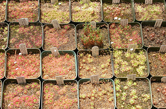 Pygmy Drosera