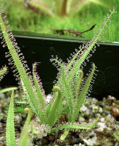 Drosera regia seedlings