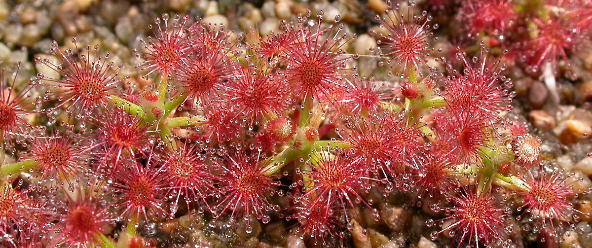 Drosera roseana