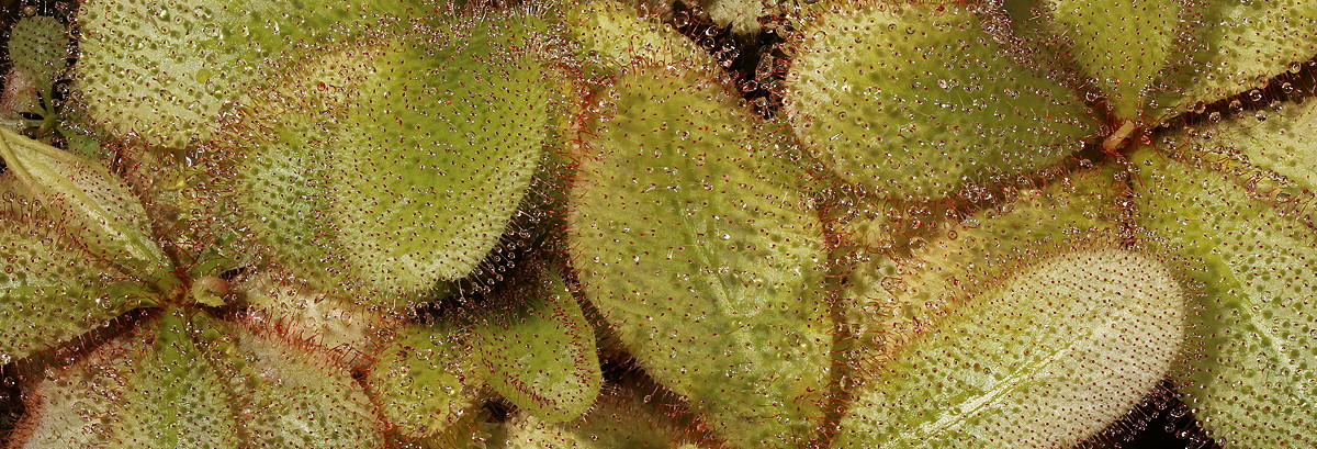 Drosera schizandra