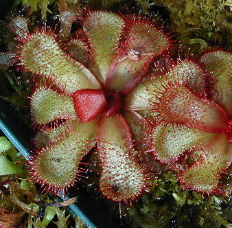 Drosera slackii