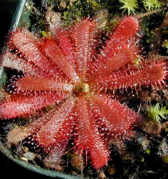 Drosera trinervia