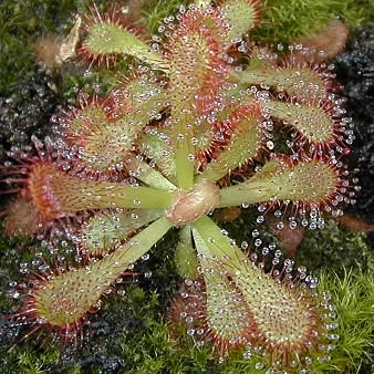 Drosera venusta