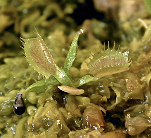 Dionaea muscipula seedling