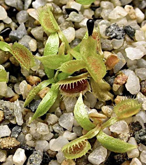 Dionaea muscipula