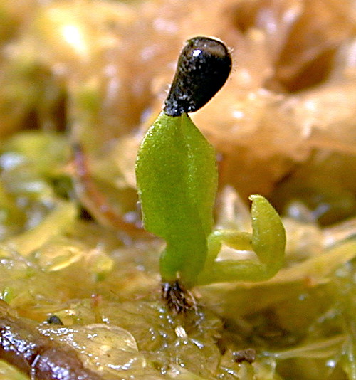 Dionaea muscipula sprout