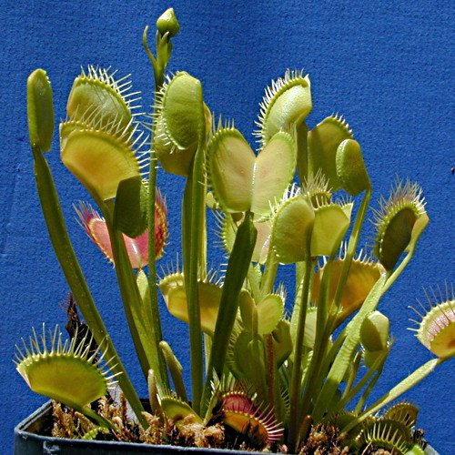 How To Grow A Venus Fly Trap Plant Indoors - The Carnivore Plant!