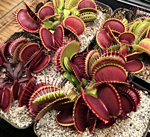 Venus Fly Trap Carnivorous Plant - Dionaea muscipula