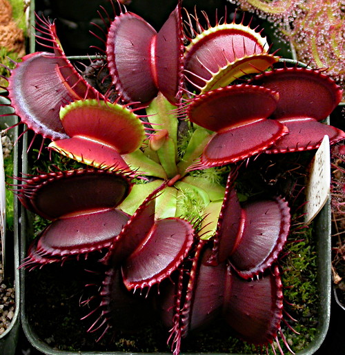 Dionaea muscipula B52