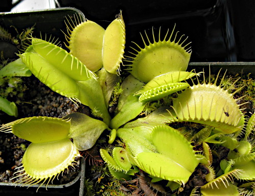 Giant Venus Fly Trap, DIONAEA MUSCIPULA, Carnivorous Plant - 10 Seeds