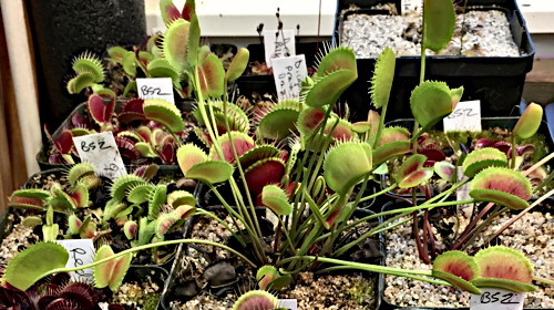 Dionaea muscipula Korean Melody Shark