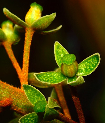 Nepenthes maxima