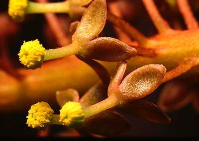 Nepenthes ventricosa