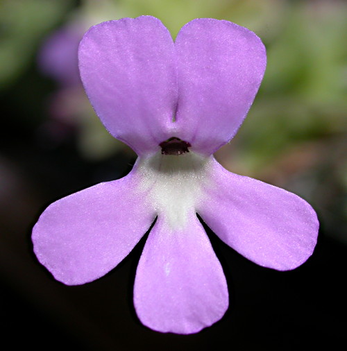 P ehlersiae flower