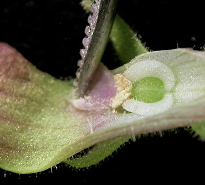 Ping flower inside 2