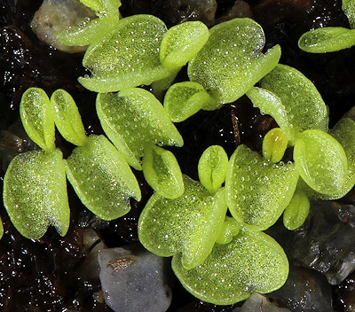 Pinguicula grandiflora seedlings