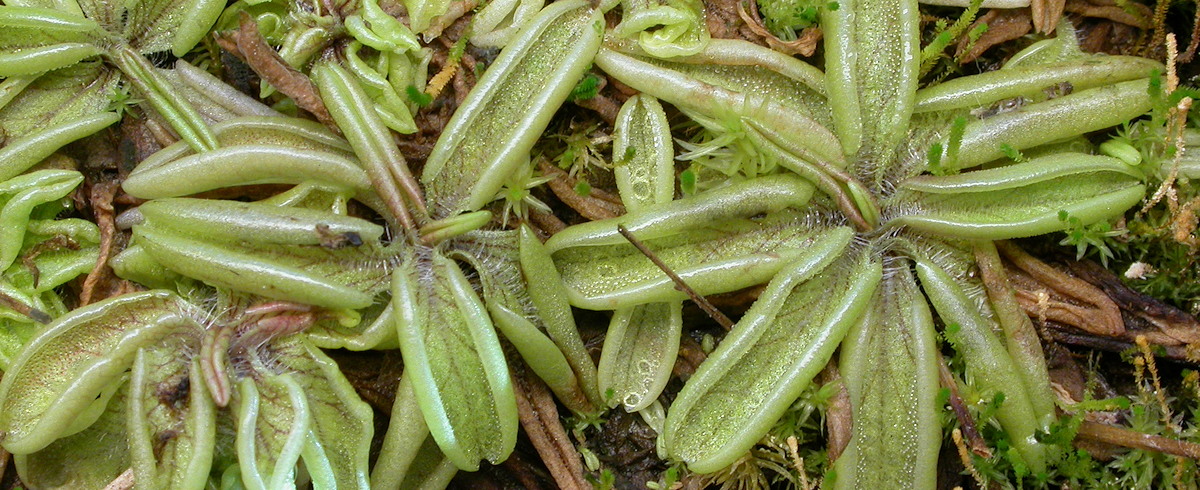 Pinguicula lusitanica