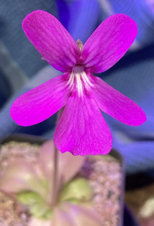P moranensis flower