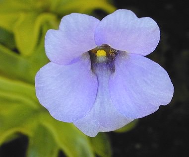 Growing Warm Temperate Pinguicula Icps