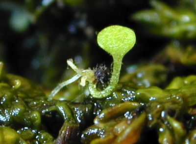 Utricularia nephrophila