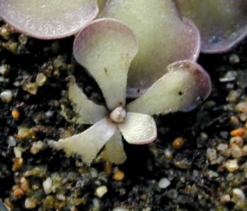 Fungus Gnats in Houseplants - Backbone Valley Nursery